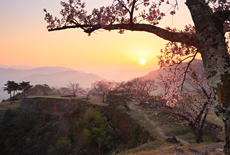 竹田城跡の桜