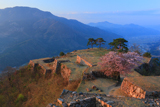 竹田城跡の桜 南二の丸の山桜