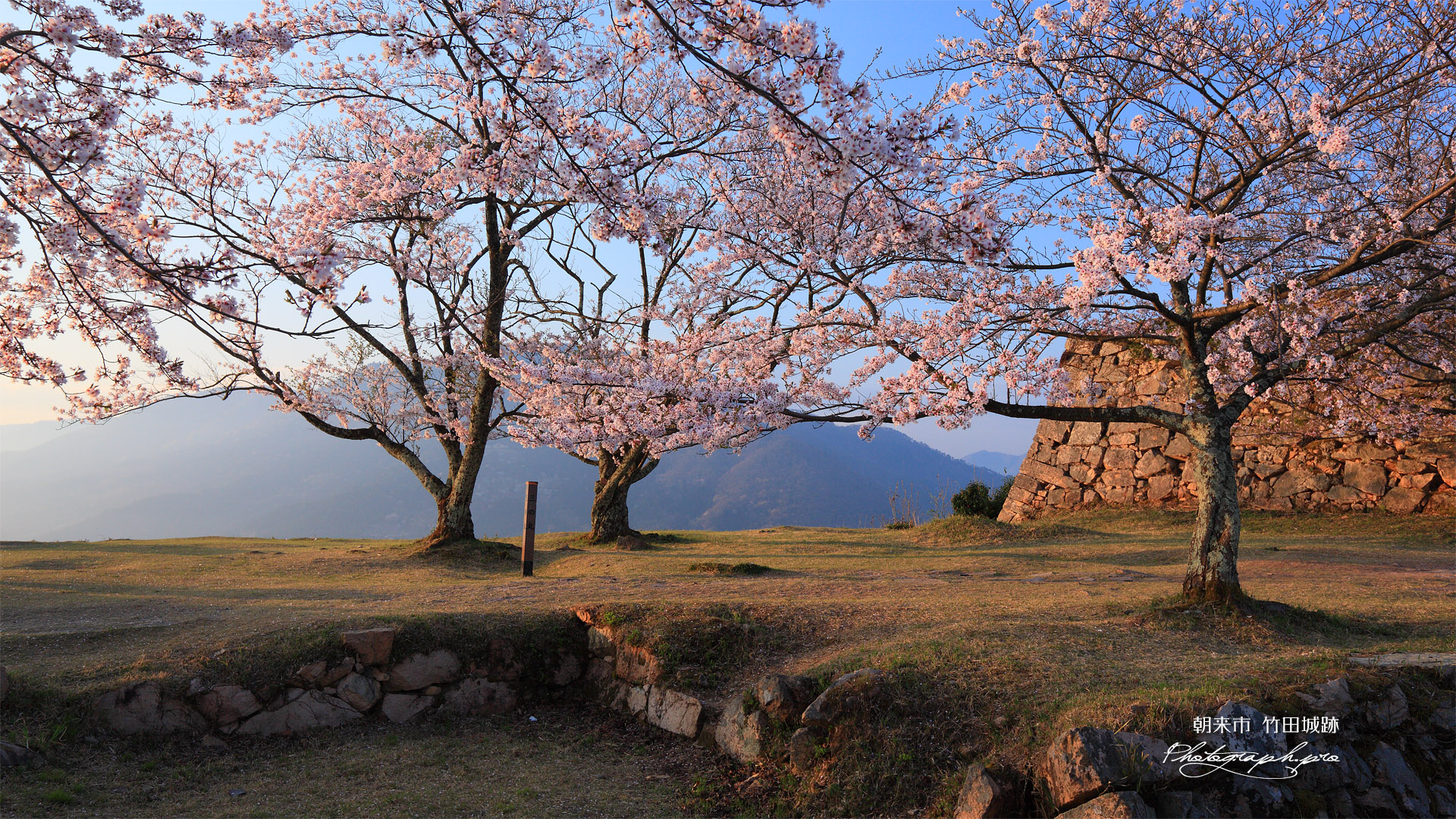 三の丸の染井吉野