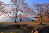 竹田城跡の桜 三の丸の染井吉野