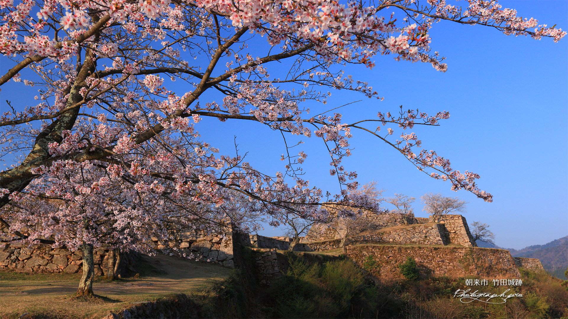 竹田城跡の桜 北翼の曲輪から天守