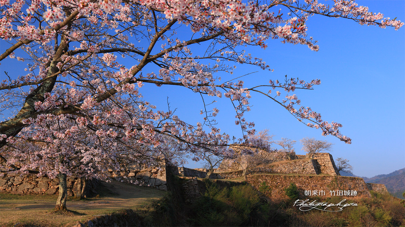 竹田城跡の桜 北翼の曲輪から天守 壁紙
