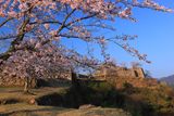 竹田城跡の桜 北翼の曲輪から天守