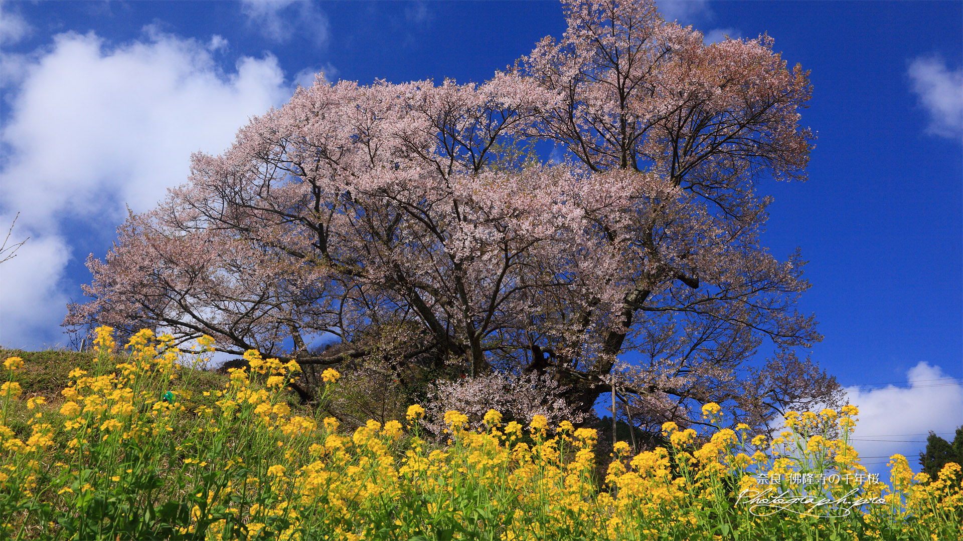 佛隆寺の望月桜