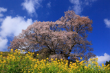 佛隆寺の望月桜