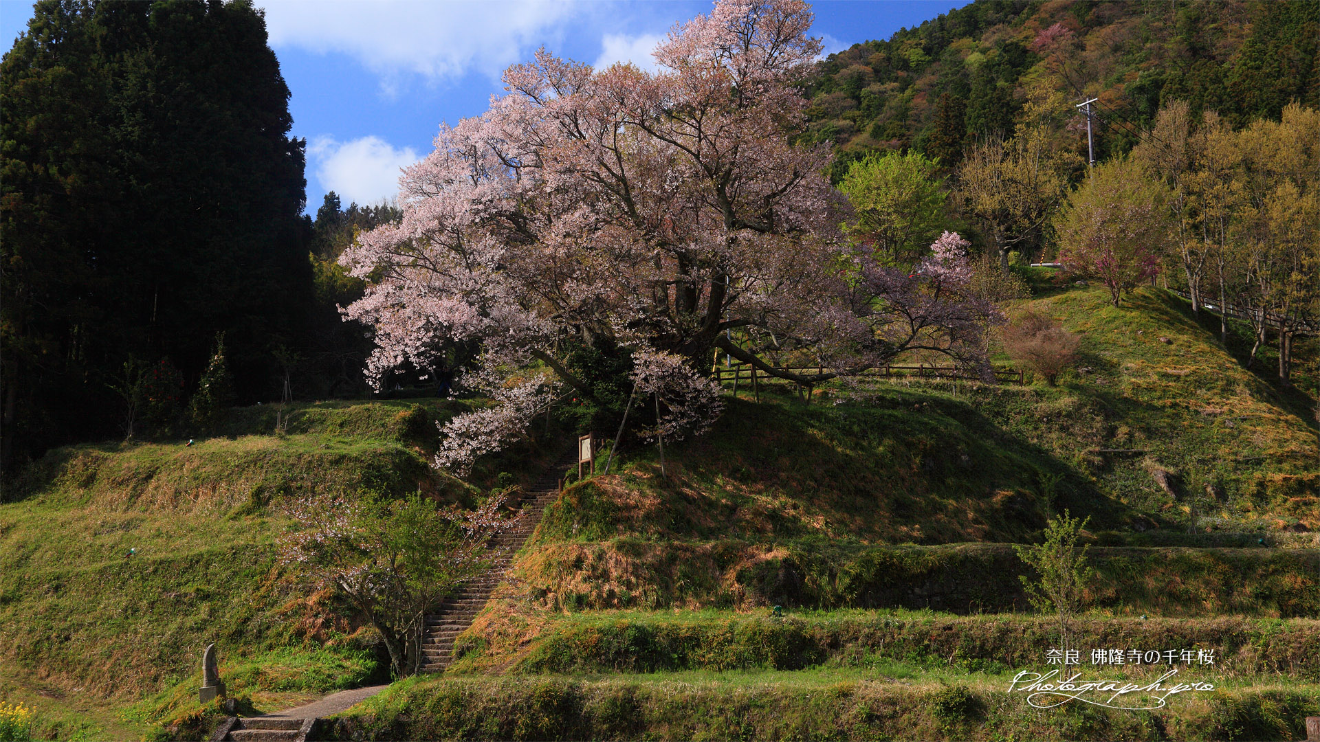佛隆寺の千年桜