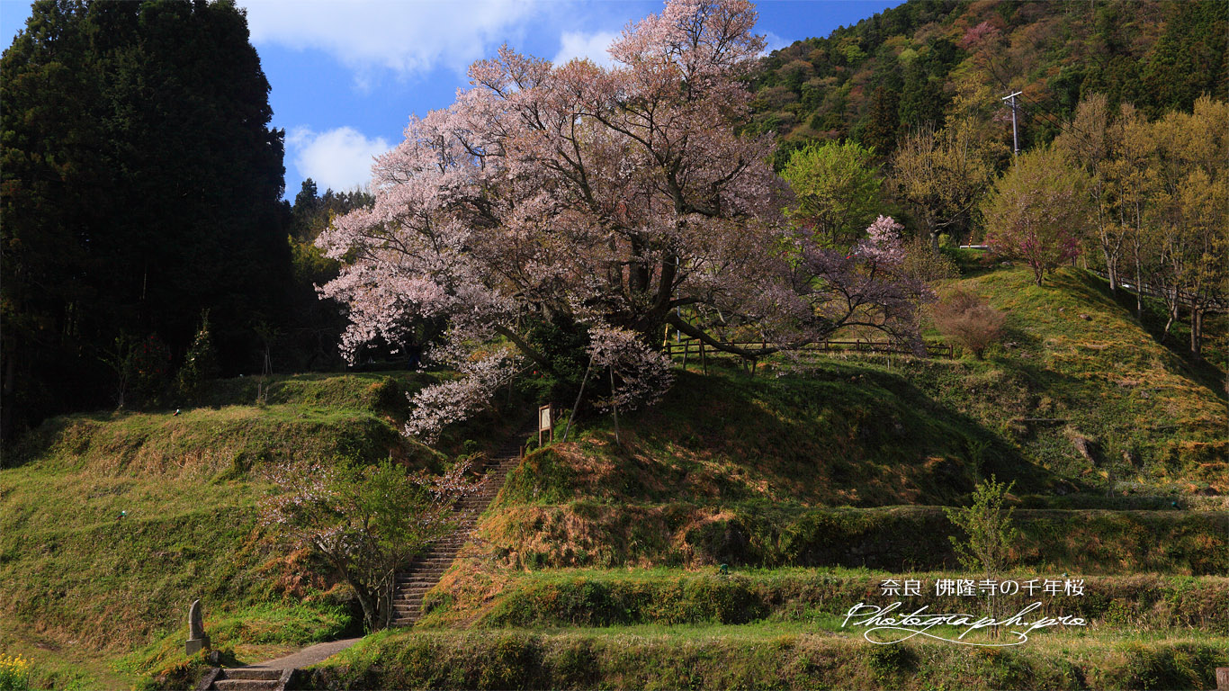 佛隆寺の千年桜 壁紙
