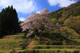 佛隆寺の千年桜
