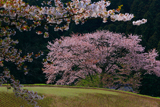 諸木野の桜