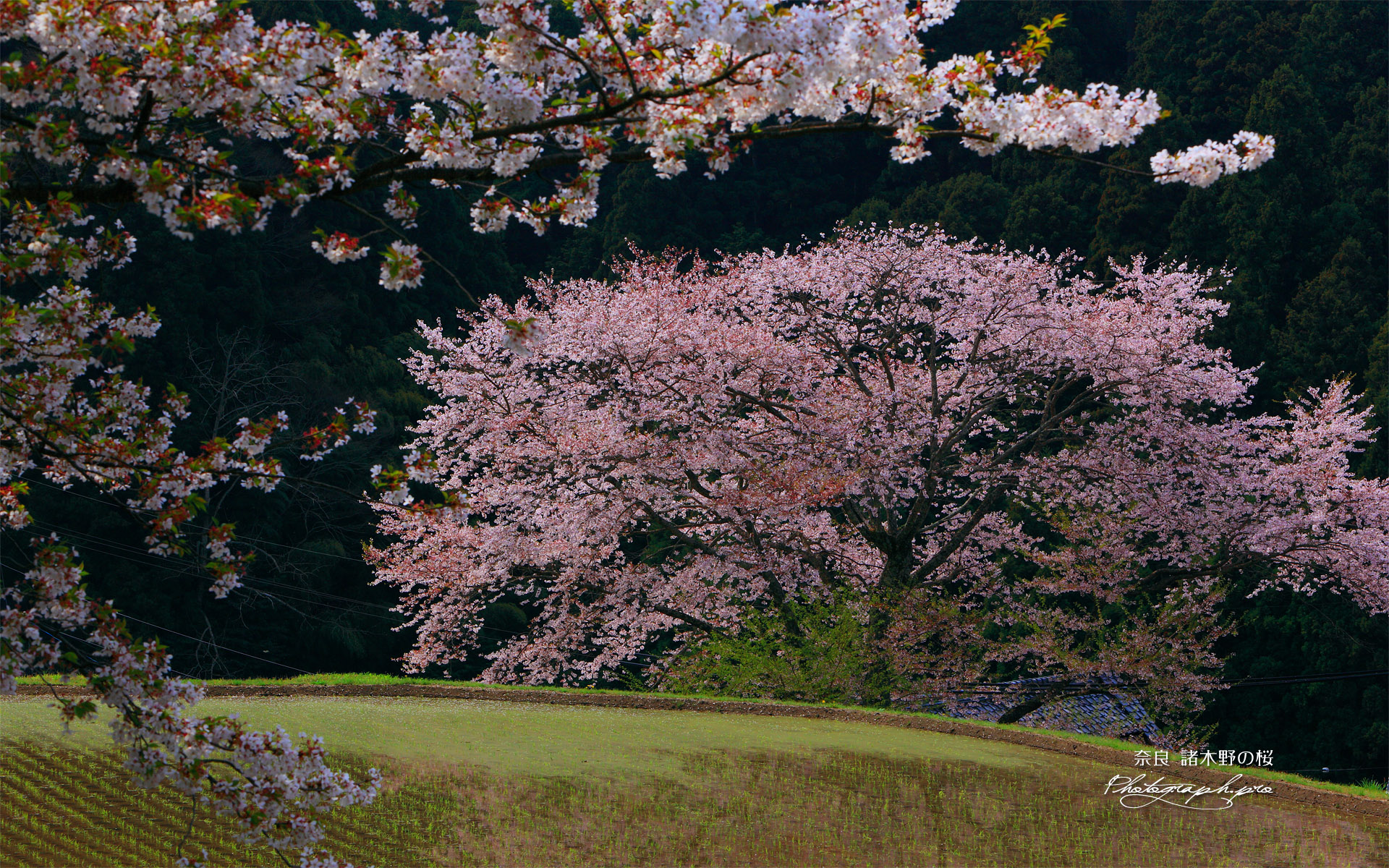 諸木野の桜