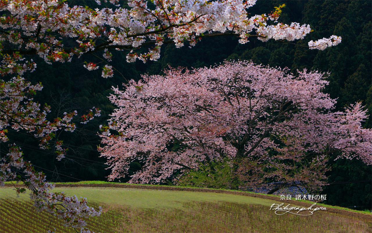 諸木野の桜 壁紙