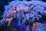 黒船桜ライトアップ