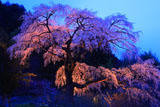 見事な枝ぶりの黒船桜