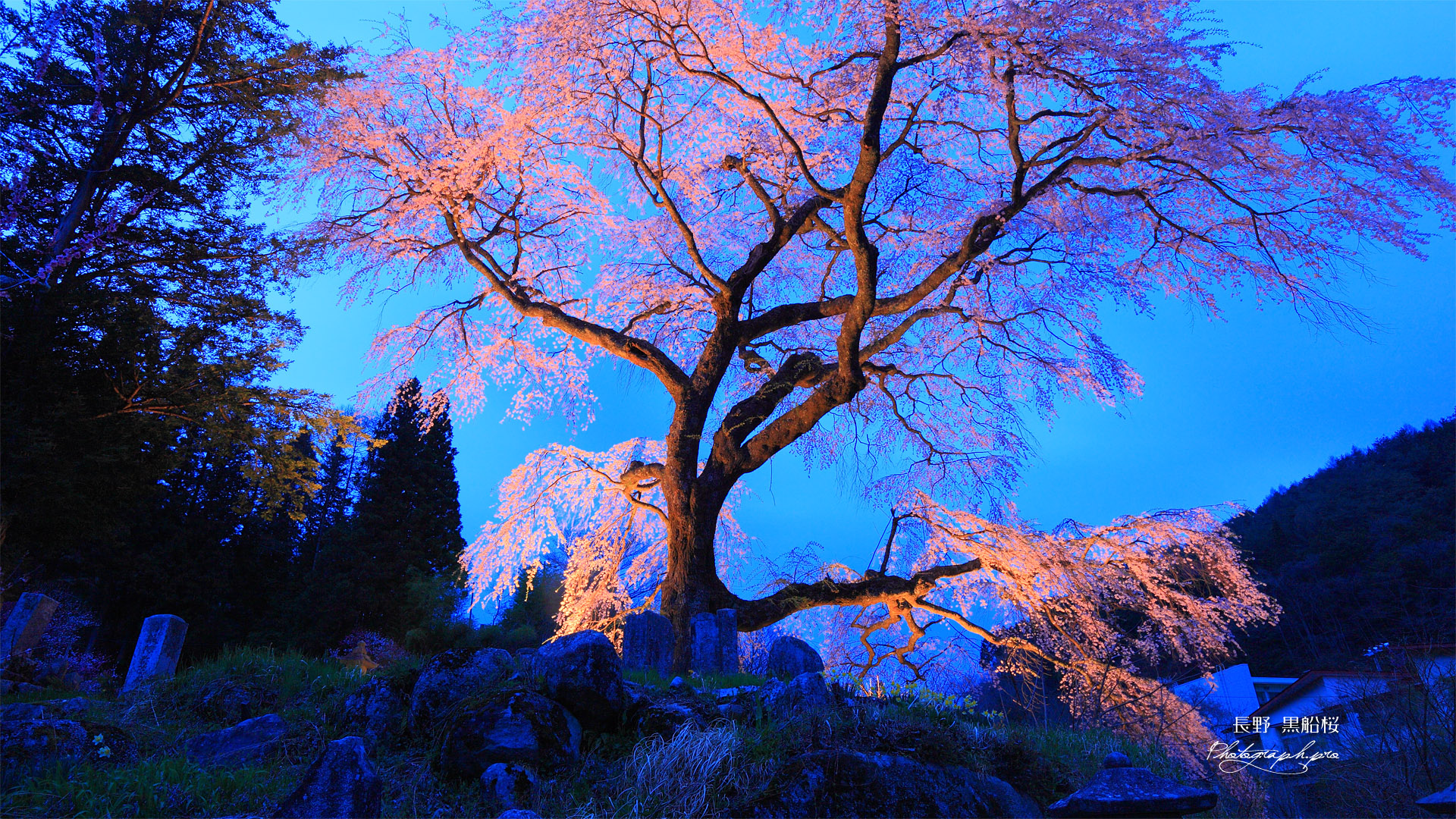 墓守の桜の黒船桜