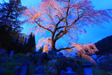 墓守の桜の黒船桜