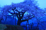 黎明の愛宕様の小彼岸桜