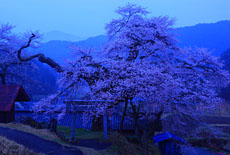 愛宕様の小彼岸桜