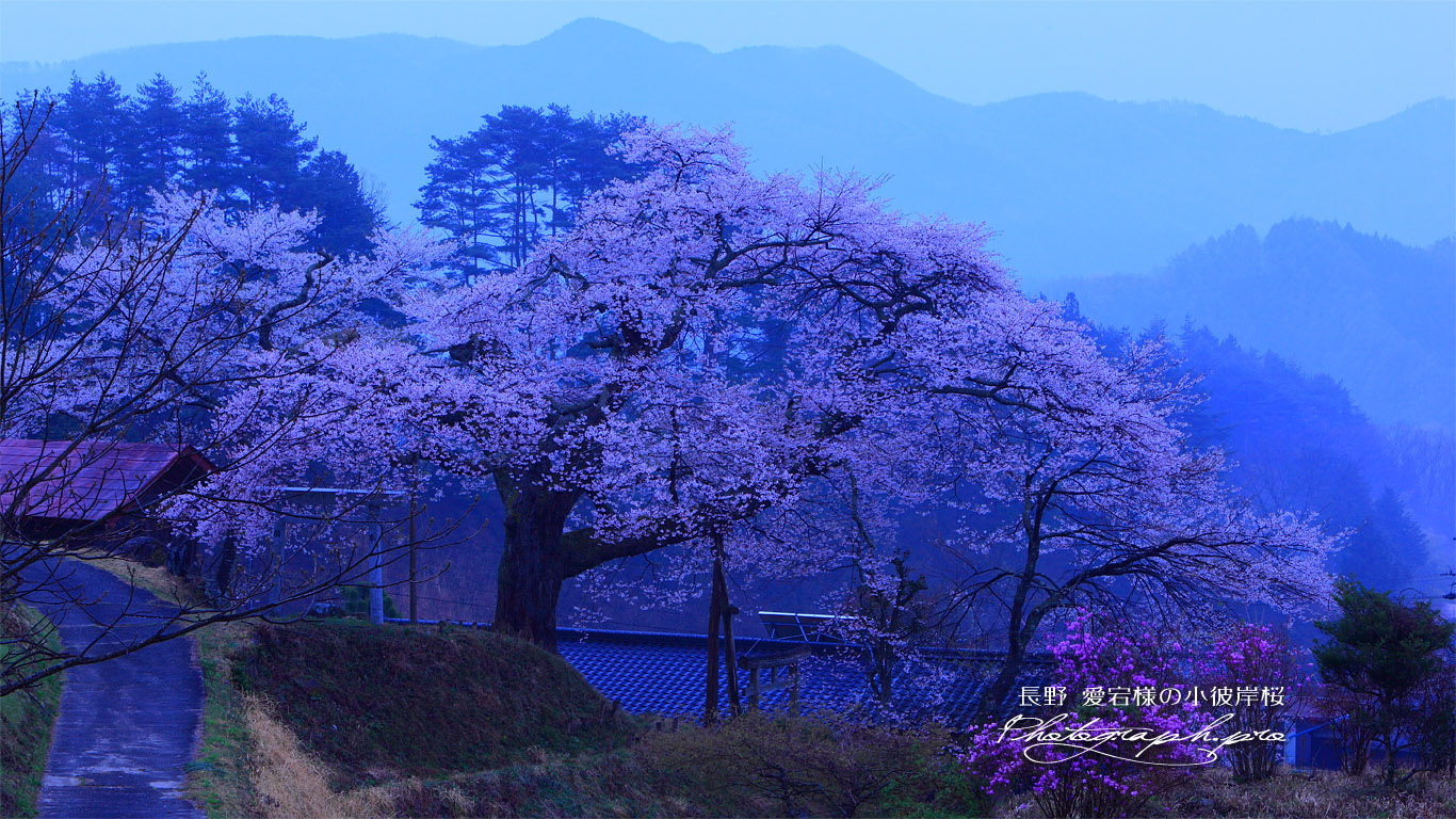 昧旦の愛宕様の小彼岸桜 壁紙