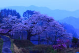 昧旦の愛宕様の小彼岸桜
