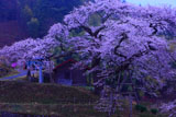 愛宕様の小彼岸桜と愛宕神社