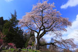 青空に桜舞う黒船桜