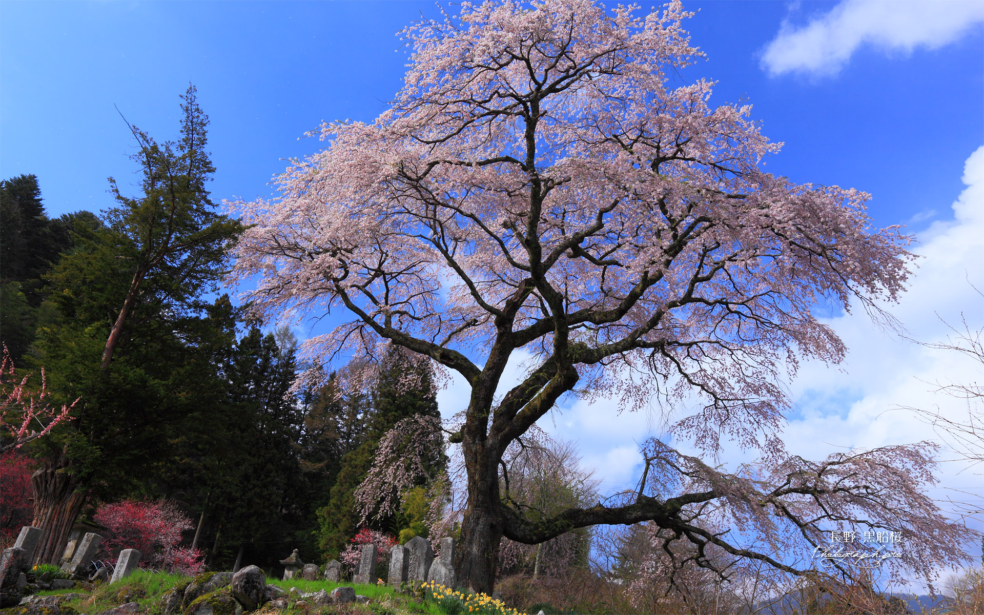 青空に桜舞う黒船桜