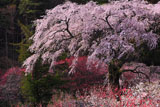 黒船桜