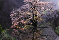 南信州の桜