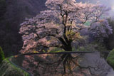 南信州の桜