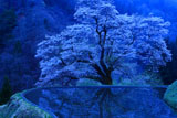 薄明の駒つなぎの桜