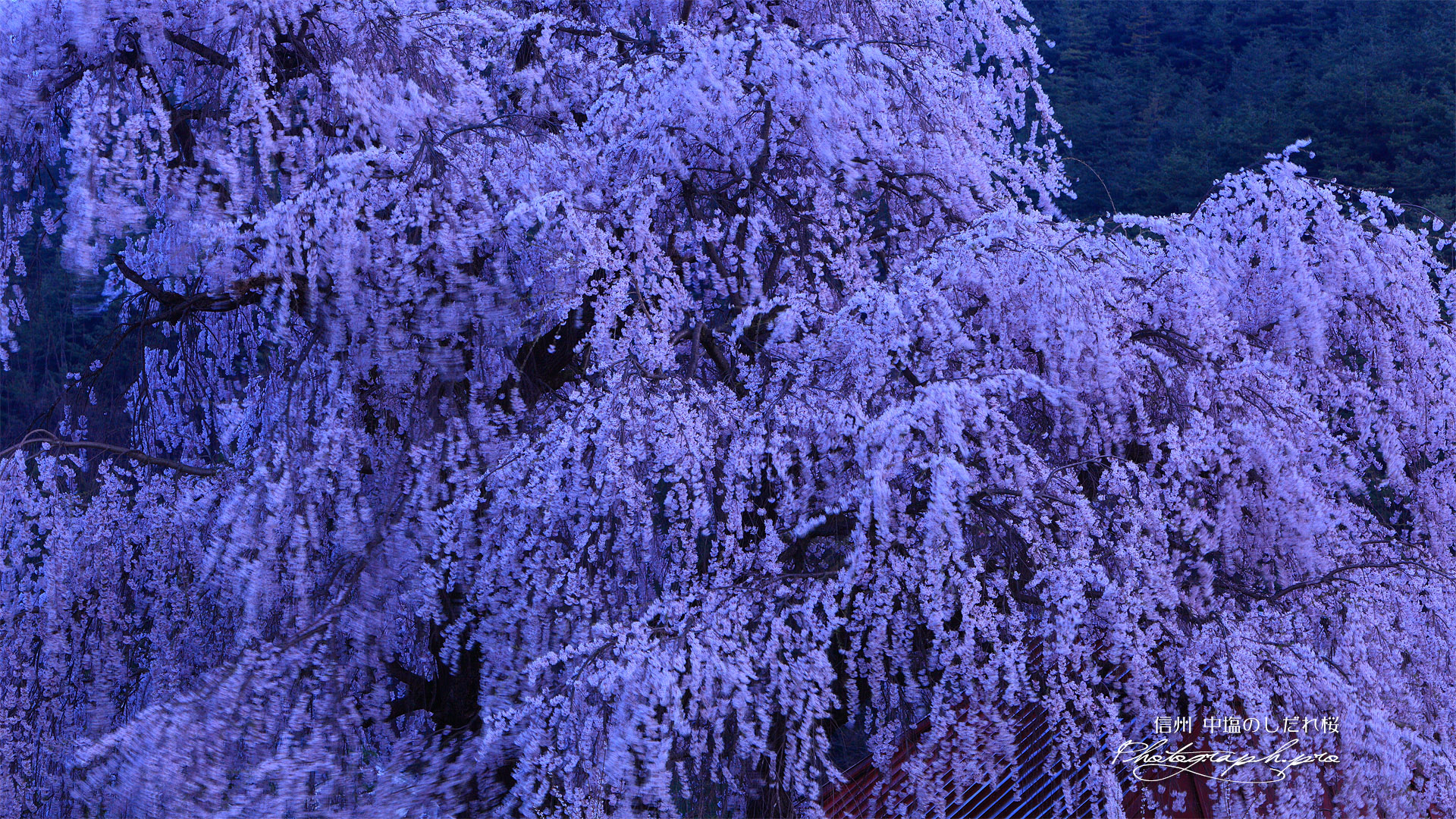 中塩の枝垂桜