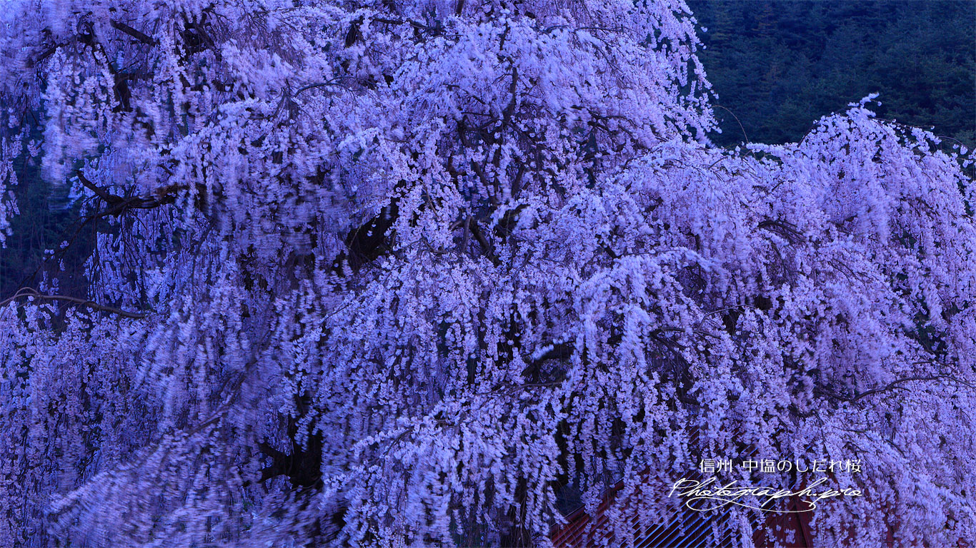 中塩の枝垂桜 壁紙