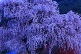 中塩の枝垂桜