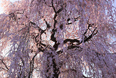 中塩のしだれ桜