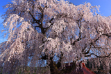 中塩の枝垂れ桜