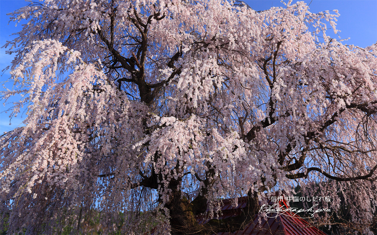 中塩の枝垂れ桜 壁紙