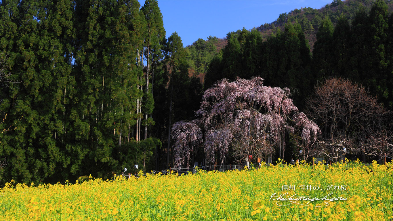 坪井のしだれ桜 壁紙