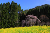 坪井のしだれ桜