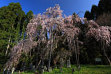 坪井の枝垂れ桜