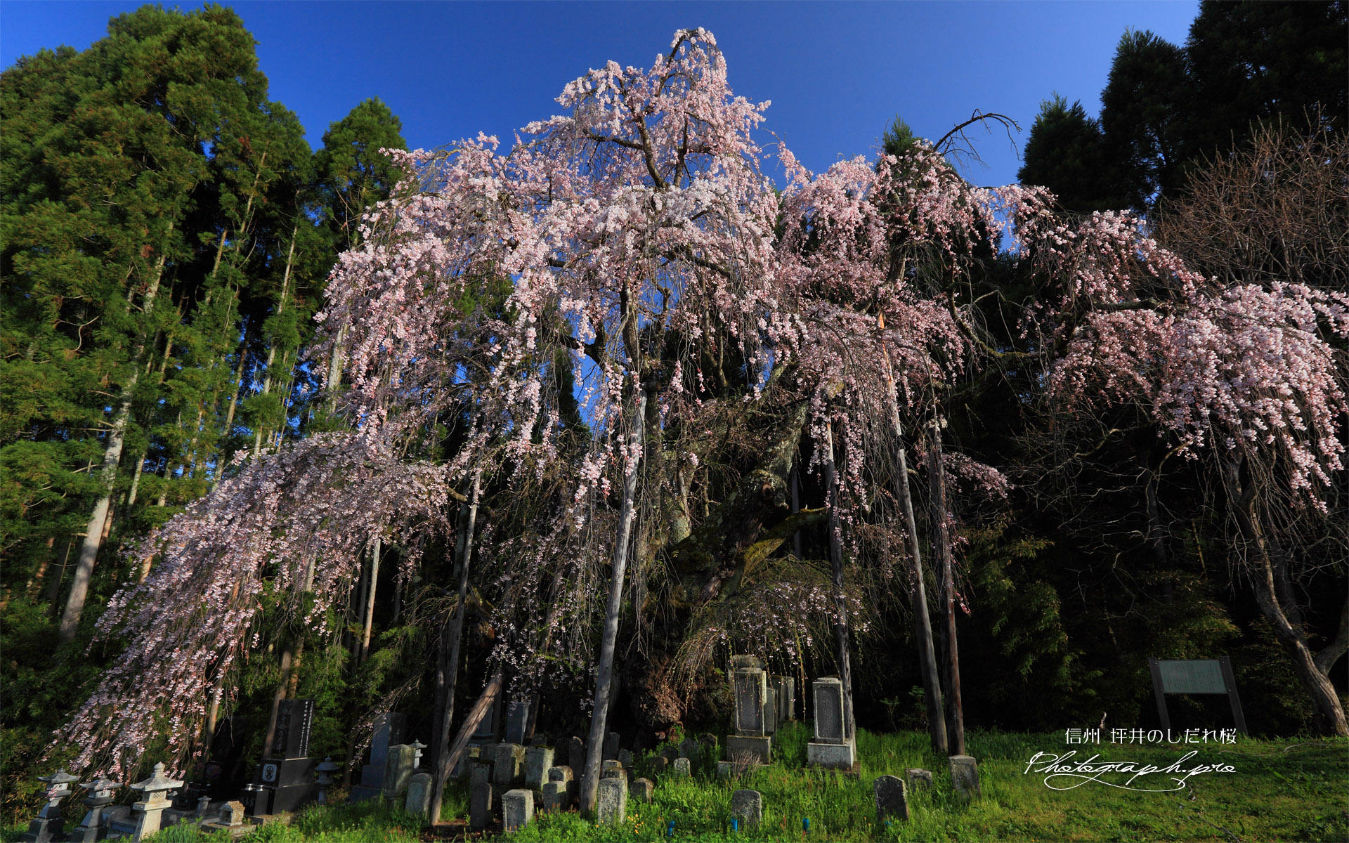 坪井の枝垂れ桜