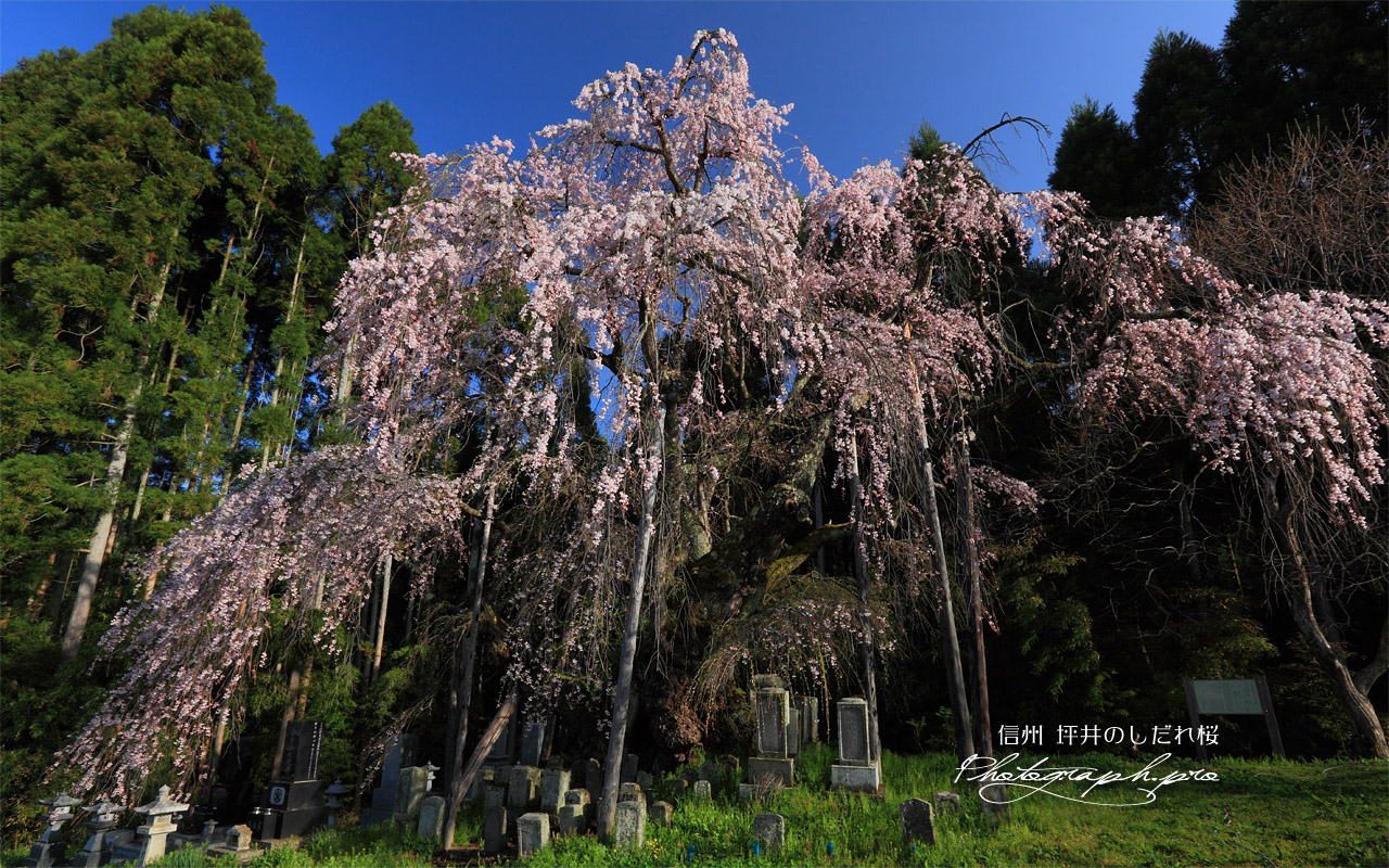 坪井の枝垂れ桜 壁紙