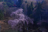 赤和観音のしだれ桜
