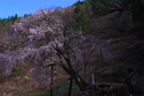 赤和観音の枝垂れ桜