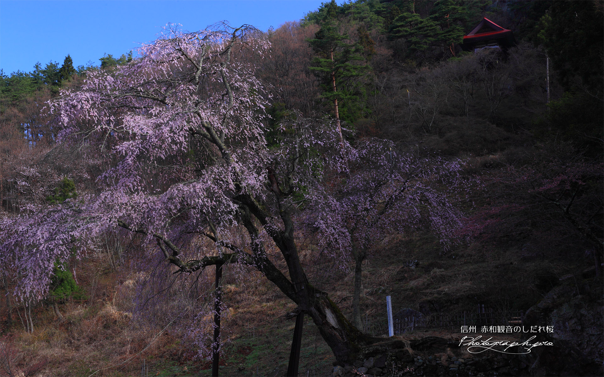 赤和観音の枝垂れ桜