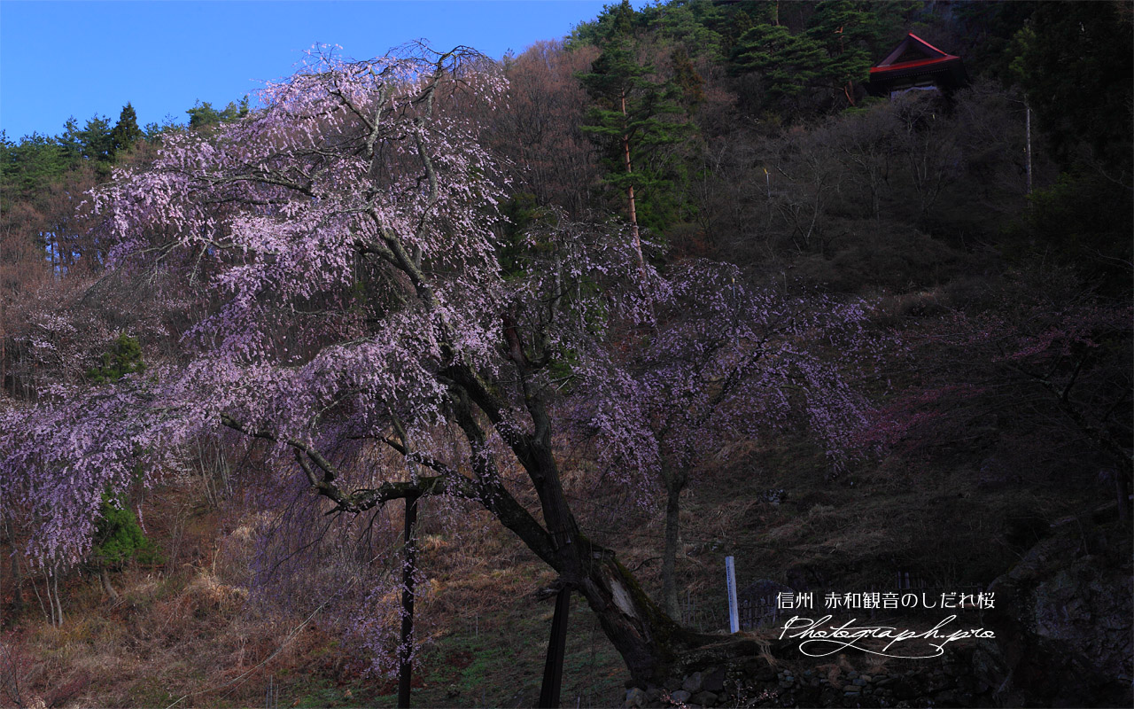 赤和観音の枝垂れ桜 壁紙