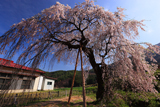 赤和集落センターのしだれ桜