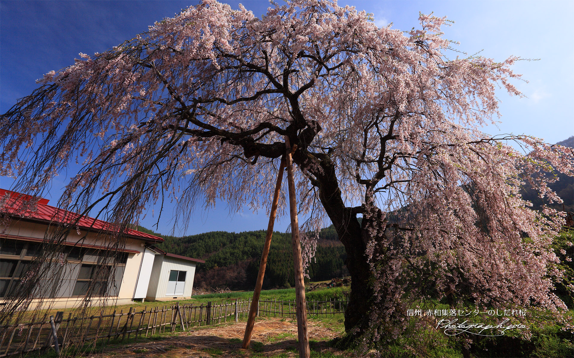 赤和集落センターのしだれ桜