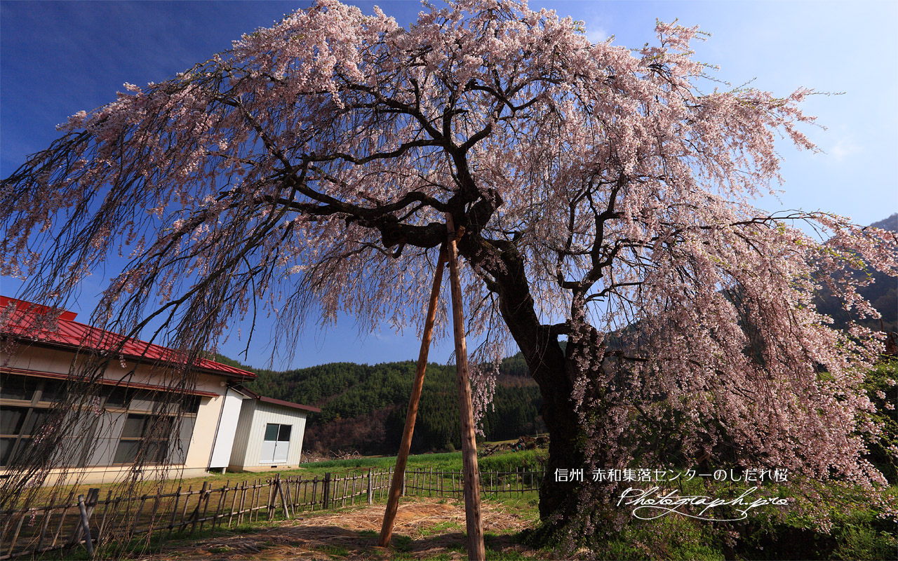 赤和集落センターのしだれ桜 壁紙