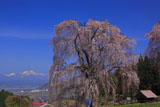 水中のしだれ桜と妙高山