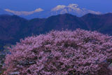黒部のエドヒガン桜と妙高山